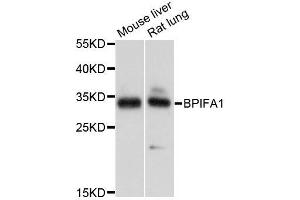 Western blot analysis of extracts of various cell lines, using BPIFA1 antibody (ABIN5995800) at 1/1000 dilution. (BPIFA1 Antikörper)