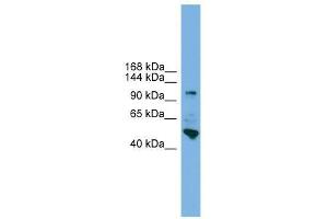 Western Blot showing PCDH18 antibody used at a concentration of 1-2 ug/ml to detect its target protein. (PCDH18 Antikörper  (N-Term))
