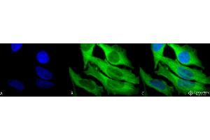 Immunocytochemistry/Immunofluorescence analysis using Rabbit Anti-Hsp27 Polyclonal Antibody . (HSP27 Antikörper  (FITC))
