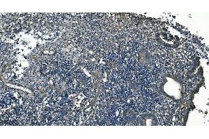 IHC analysis of GNG7 using anti-GNG7 antibody (ABIN7600508). (GNG7 Antikörper  (AA 2-57))