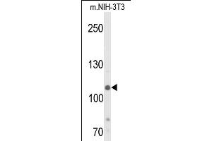 Western blot analysis of JMJD2B- (ABIN653576 and ABIN2842951) in NIH-3T3 cell line lysates (35 μg/lane). (KDM4B Antikörper  (AA 281-306))