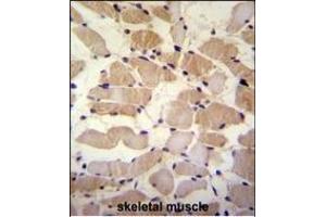 SUSD5 Antibody (C-term) (ABIN655447 and ABIN2844977) immunohistochemistry analysis in formalin fixed and paraffin embedded human skeletal muscle followed by peroxidase conjugation of the secondary antibody and DAB staining. (SUSD5 Antikörper  (C-Term))