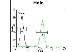 CCNC Antibody (N-term) (ABIN655158 and ABIN2844776) flow cytometric analysis of Hela cells (right histogram) compared to a negative control cell (left histogram).