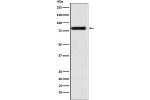 Western blot analysis of PAG expression in Raji cell lysate.