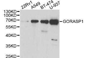 Western blot analysis of extracts of various cell lines, using GORASP1 antibody (ABIN5973972) at 1/1000 dilution.