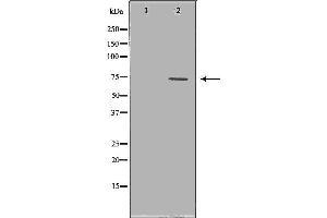 Western blot analysis of extracts of A549 , using VCP antibody. (VCP Antikörper  (Internal Region))