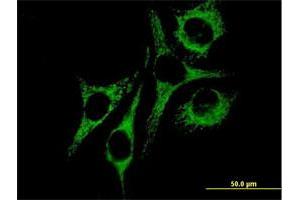 Immunofluorescence (IF) image for anti-Heat Shock 60kDa Protein 1 (Chaperonin) (HSPD1) (AA 1-573) antibody (ABIN516743)