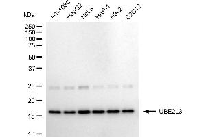 Western blotting analysis using UBE2L3 antibody (ABIN7800748). (Rekombinanter UBE2L3 Antikörper)