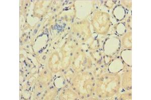 Immunohistochemistry of paraffin-embedded human kidney tissue using ABIN7162611 at dilution of 1:100 (PAPPA Antikörper  (AA 95-302))