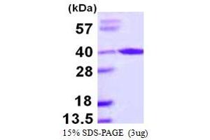 SDS-PAGE (SDS) image for Aryl Hydrocarbon Receptor Interacting Protein (AIP) (AA 1-330) protein (His tag) (ABIN667502) (AIP Protein (AA 1-330) (His tag))