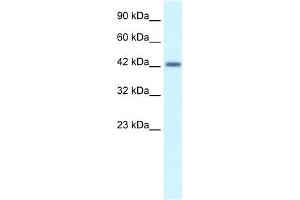 WB Suggested Anti-ATF2 Antibody Titration:  1. (ATF2 Antikörper  (C-Term))