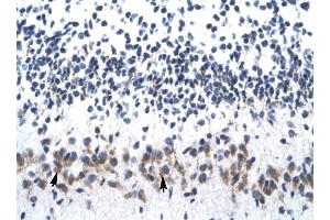 ZNF266 antibody was used for immunohistochemistry at a concentration of 4-8 ug/ml to stain Purkinje cells (arrows) in Human Cerebellum. (ZNF266 Antikörper  (N-Term))