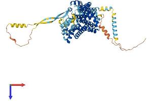 SLC1A6 Protein (AA 1-564) (His tag)