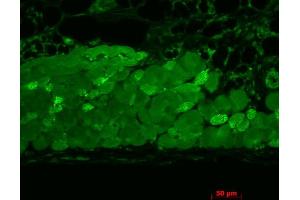 Immunohistochemistry analysis using Mouse Anti-Hsp90 Monoclonal Antibody, Clone 4F3. (HSP90 Antikörper)