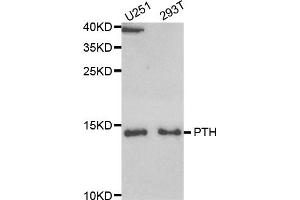 Western blot analysis of extracts of various cell lines, using PTH antibody (ABIN5973457) at 1/1000 dilution. (PTH Antikörper)