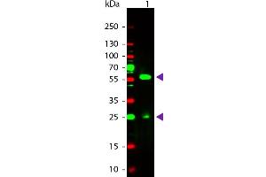 Western Blot of Rabbit anti-Biotin Rhodamine Conjugated Antibody. (Biotin Antikörper  (Rhodamine))