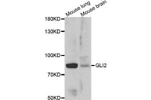 Western blot analysis of extracts of various  tissues, using GLI2 antibody. (GLI2 Antikörper)