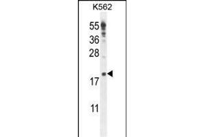 IQCJ Antibody (C-term) (ABIN654864 and ABIN2844523) western blot analysis in K562 cell line lysates (35 μg/lane). (IQCJ Antikörper  (C-Term))