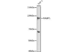 Western blot analysis of extracts of THP-1 cells, using R Rabbit mAb (ABIN7269840) at 1:1000 dilution. (RALBP1 Antikörper)