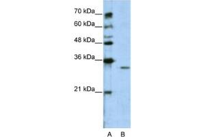 Western Blotting (WB) image for anti-Guanine Nucleotide Binding Protein (G Protein), beta Polypeptide 1-Like (GNB1L) antibody (ABIN2462388) (GNB1L Antikörper)