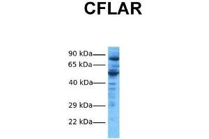Host:  Rabbit  Target Name:  CFLAR  Sample Tissue:  Human HepG2  Antibody Dilution:  1. (FLIP Antikörper  (N-Term))
