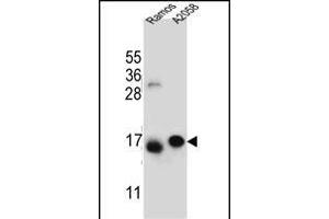 EIF5AL1 Antibody (C-term) (ABIN655925 and ABIN2845320) western blot analysis in Ramos, cell line lysates (35 μg/lane). (EIF5AL1 Antikörper  (C-Term))