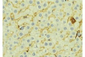 ABIN6276946 at 1/100 staining Mouse liver tissue by IHC-P. (FMO3 Antikörper  (N-Term))