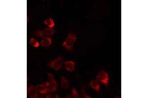 ABIN6274739 staining 293 by IF/ICC. (MRPL35 Antikörper  (Internal Region))