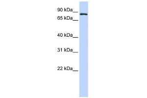TFR2 antibody used at 1 ug/ml to detect target protein. (Transferrin Receptor 2 Antikörper  (Middle Region))