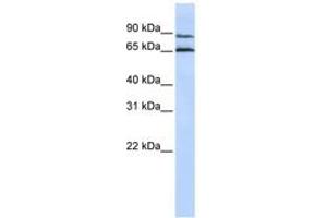 Image no. 1 for anti-G Protein-Coupled Receptor 75 (GPR75) (AA 468-517) antibody (ABIN6742345) (GPR75 Antikörper  (AA 468-517))