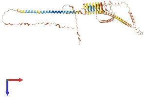 Involucrin Protein (IVL) (AA 1-585) (His tag)
