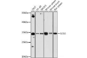 Western blot analysis of extracts of various cell lines using SCO2 Polyclonal Antibody at dilution of 1:1000. (SCO2 Antikörper)