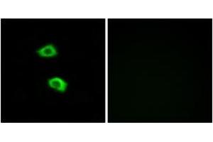Immunofluorescence (IF) image for anti-Olfactory Receptor, Family 51, Subfamily B, Member 5 (OR51B5) (AA 200-249) antibody (ABIN2891121) (OR51B5 Antikörper  (AA 200-249))