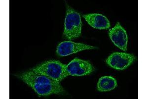 Immunocytochemistry (ICC) image for anti-Calmegin (CLGN) (AA 249-405) antibody (ABIN1843005) (Calmegin Antikörper  (AA 249-405))