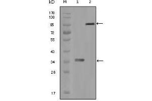 Western Blot showing HCK antibody used against truncated HCK recombinant protein (1) and full-length HCK-GFP transfected CHO-K1 cell lysate (2). (HCK Antikörper)