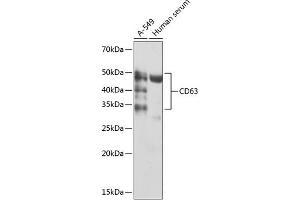 Western blot analysis of extracts of various cell lines, using CD63 antibody (ABIN7266210) at 1:1000 dilution. (CD63 Antikörper)