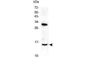 Western blot testing of rat brain lysate with ID2 antibody at 0. (Id2 Antikörper  (AA 86-120))