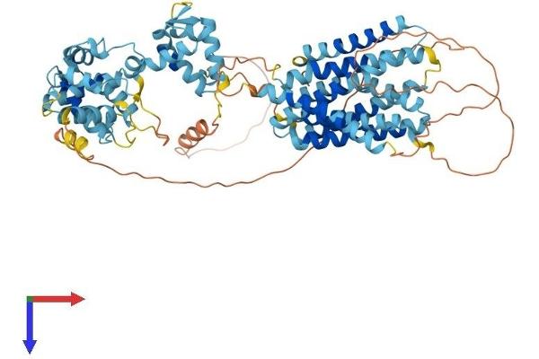 SLC39A12 Protein (AA 1-691) (His tag)