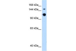 Western Blotting (WB) image for anti-GTPase Activating Protein and VPS9 Domains 1 (GAPVD1) antibody (ABIN2462582) (GAPVD1 Antikörper)