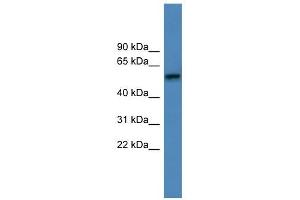 ADRA1D antibody used at 0. (ADRA1D Antikörper  (C-Term))