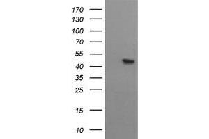 Image no. 1 for anti-Mitochondrial Methionyl-tRNA Formyltransferase (MTFMT) (AA 175-389) antibody (ABIN1491021) (MTFMT Antikörper  (AA 175-389))