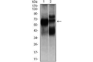 Western blot analysis using HEXA mouse mAb against L1210 (1), and HL7702 (2) cell lysate.