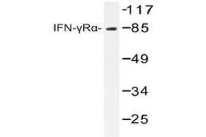 Western blot analyzes of IFNGRA antibody in extracts from COS7 cells.