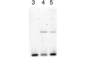 Image no. 1 for anti-Clock Homolog (Mouse) (CLOCK) antibody (ABIN363312) (CLOCK Antikörper)