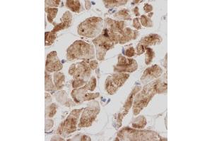 Immunohistochemical analysis of TITIN in Human heart tissue sections(IHC-P - paraformaldehyde-fixed, paraffin-embedded sections). (Titin Antikörper  (N-Term))