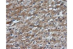 Image no. 5 for anti-NME/NM23 Nucleoside Diphosphate Kinase 4 (NME4) antibody (ABIN1499775) (NME4 Antikörper)