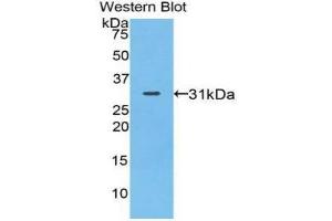 Western Blotting (WB) image for anti-Myosin IA (MYO1A) (AA 781-1043) antibody (ABIN1078382) (Myosin IA Antikörper  (AA 781-1043))