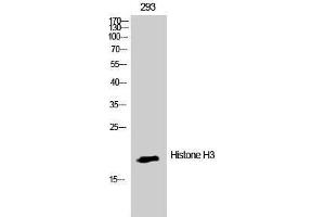 Western Blotting (WB) image for anti-Histone 3 (H3) (Lys386) antibody (ABIN3180087) (Histone 3 Antikörper  (Lys386))