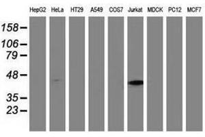 Image no. 3 for anti-Methylmalonic Aciduria (Cobalamin Deficiency) Type A (MMAA) antibody (ABIN1499506) (MMAA Antikörper)
