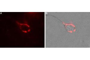 Expression of CaVα2δ1 in rat PC12 cellsCell surface detection of CaVα2δ1 in intact living rat Pheochromocytoma (PC12) cells.